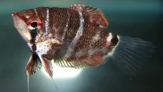 Sphaerichthys selatanensis
