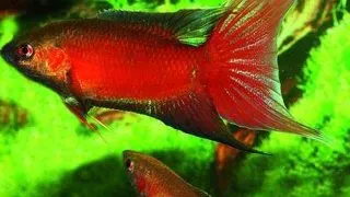 Macropodus opercularis red