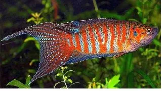 Macropodus opercularis blue red