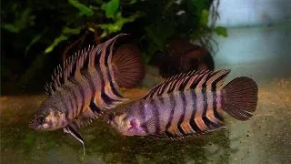 Microctenopoma ansorgii (Ornate ctenopoma)