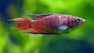 Macropodus Opercularis Red Velvet