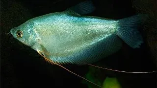 Trichogaster Trichopterus Silver