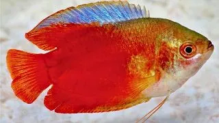 Colisa lalia red (Red Dwarf Gourami)