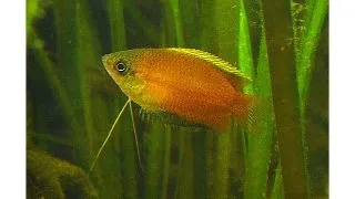 Colisa sota wild (salbatic)