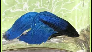 Betta Splendens M blue