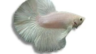 Betta Splendens alb M