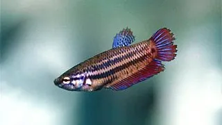 Betta Splendens Femela