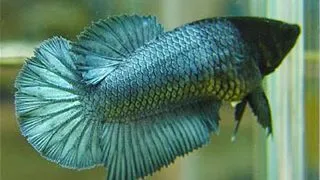 Betta splendens	f halfmoon