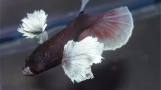 Betta splendens male elephant ear