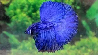 Betta splendens super delta M mix(poate varia coloritul)
