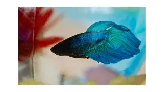 Betta splendens green M