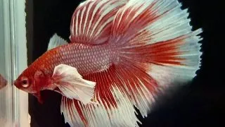Betta splendens SuperDelta big ear Mascul