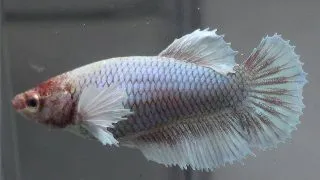 Betta splendens SuperDelta big ear F