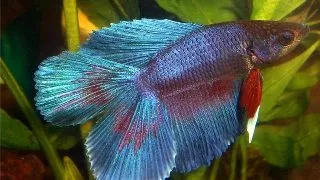 Betta splendens m double tail mix