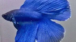 Betta splendens male DoubleTail blue