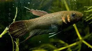 Betta foerschi 1 1 pairs