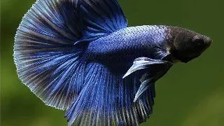 Betta splendens male HalfMoon blue