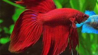 Betta splendens male DoubleTail red