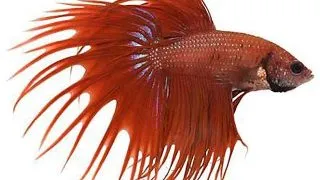 Betta splendens male crowntail red