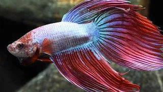 Betta splendens cambodian M