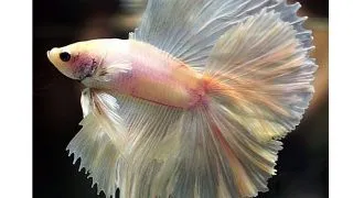 Betta splendens male DoubleTail white
