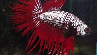 Betta splendens dragon mix M