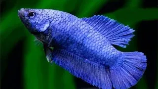 Betta splendens female super delta tail