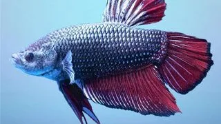 Betta spl. male short fin