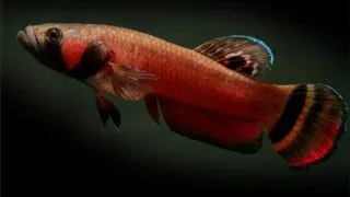 Betta macrostoma