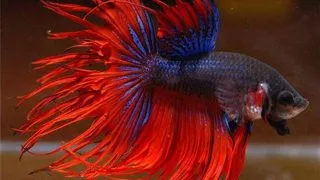 Betta spl. male crowntail mix