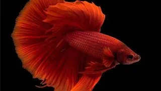 Betta spl.male halfmoon dragon mix