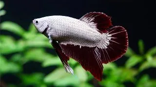 Betta spl.male dragon plakat mix