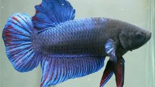 Betta spl. male giant A grade
