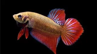 Betta splendens wild red male