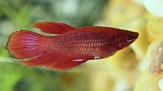 Betta splendens wild red female