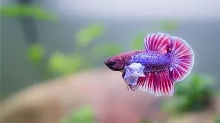 Betta plakat elephant ear