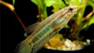 Betta simorum