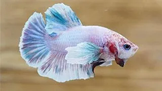 Betta halfmoon plakat mix Mascul