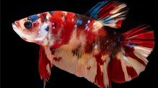 Betta giant koi mascul
