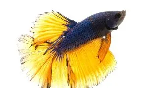 Betta Halfmoon Mustard Male
