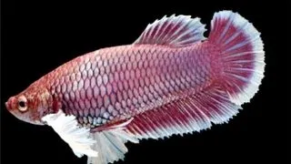 Betta Plakat Big Ears Female Mix