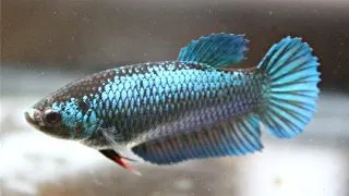 Betta Plakat Female Mix