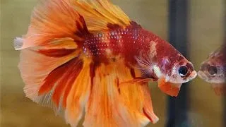 Betta Nemo long tail mascul