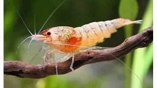 Mix hrana creveti Dennerle Shrimp King 5 in 1