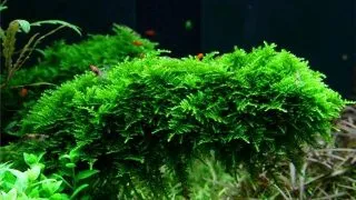 Vesicularia montagnei Christmas Moss in vitro Tropica
