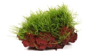 Taxiphyllum barbieri pe lava stone