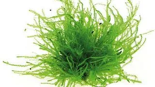Dennerle Vesicularia sp. Triangle moss