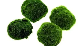 Planta acvariu Stoffels Gogoballs (3 +1  Cladophora in tub)