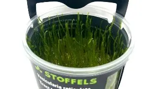 Muschi acvariu Vesicularia Reticulata Erect moss in vitro
