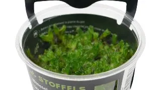 Muschi acvariu Monosolenium Tenerum in vitro Stoffels